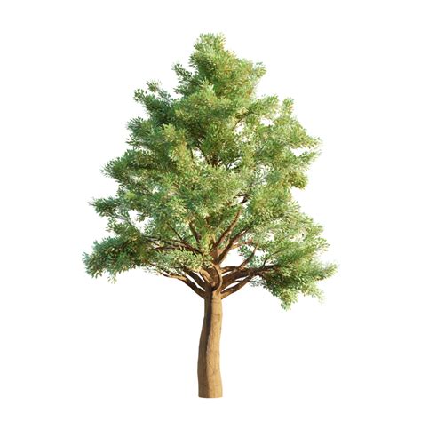 3d Spruce Tree For Presentation Tree Oak Forest Png Transparent