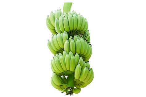 green unripe banana 20952129 PNG