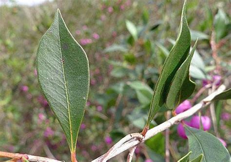 Syzygium Smithii Narrow Leaved Lilly Pilly Monkey Apple Etsy