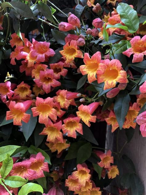 Tangerine Beauty Crossvine Bignonia Capreolata Seeds For Sale