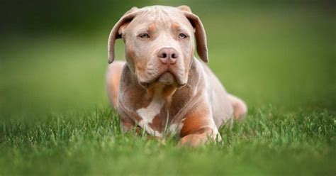 Dog Control Coalition demands XL bully ban delay | Vet Times