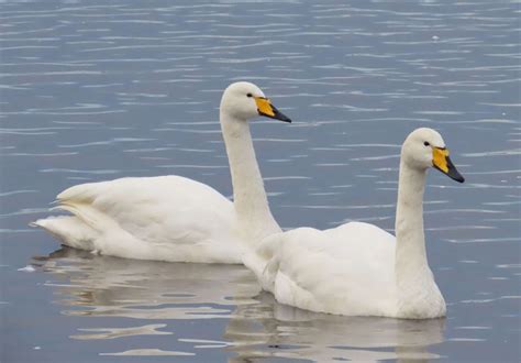 Birds Of The Month December 2023 Bewicks And Whooper Swans Birds