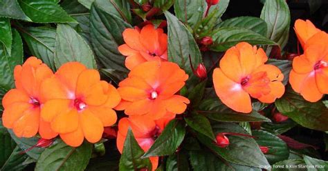 New Guinea Impatiens: How To Plant, Care For And Grow