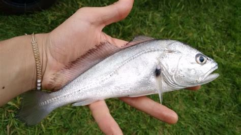 Corvina Peixe Tipos Caracter Sticas Alimenta O Habitat E Receitas