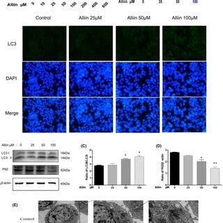 Alliin Induced Autophagy In HepG2 Cells A CCK8 Assay For Cellular