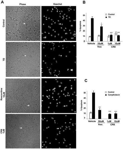 Cortical Neurons Were Pre Treated With Roscovitine Or Cr8 Cdk1 Download Scientific Diagram