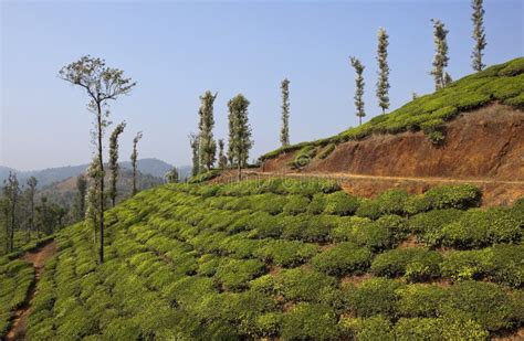 Wayanad Tea Country Stock Photo Image Of Scenery Horticulture 38837490