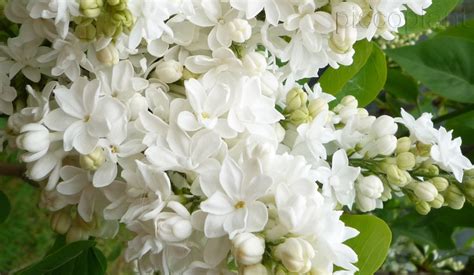 Syringa Mme Florent Stepman(Люляк Мадам Флоран Степман)