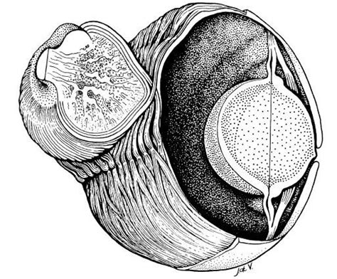 Cephalopod Eye Vertebrates Eyes Focus By Changing The Shape Of The