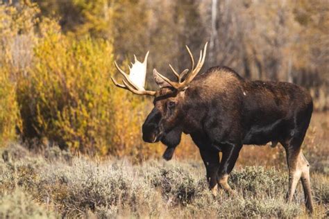 11 Moose Spirit Animal Meaning Spiritual Meaning