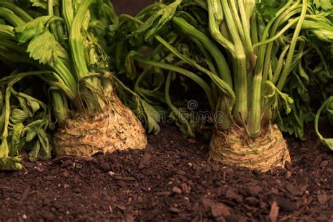 Raiz Do Aipo Vermelho Ou De Aipo Na Terra No Jardim Vegetal Foto De