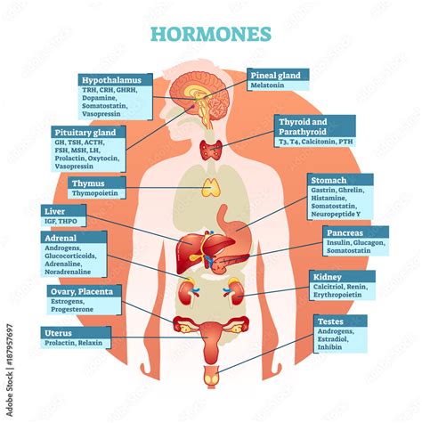 Human body hormones vector illustration diagram, human organ collection. Educational medical ...