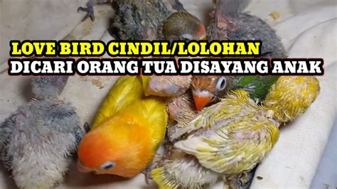 Love Bird Cindil Update Harga Burung Terbaru Di Pasar Burung Pramuka