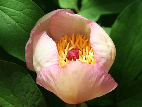 Paeonia Stevieniana