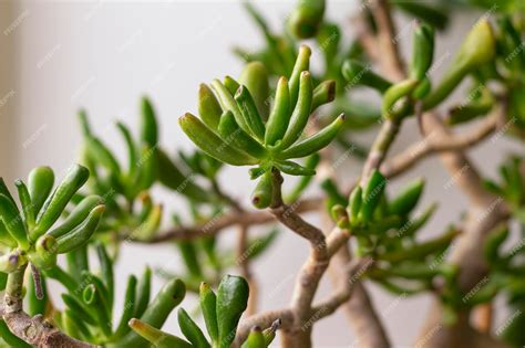 Premium Photo Succulent Plants Copy Space Closeup Of Crassula Ovata Gollum Green Finger Shaped