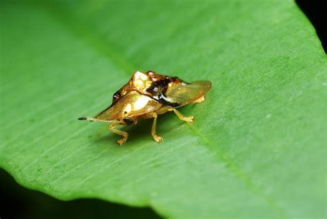 Discover The Golden Tortoise Beetle My Animals