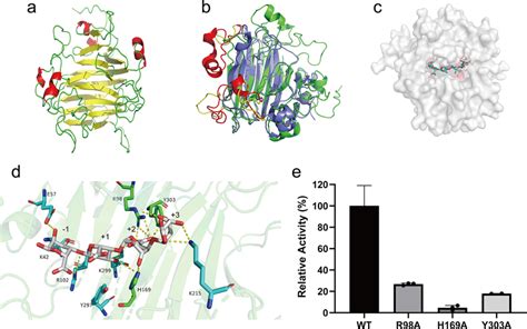 Molecular Docking And Clarifying Catalytic Residues Of VwAlg7A A The