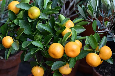 Ggc Les Clementines Du March Aux Fleurs Reine Elisab Flickr