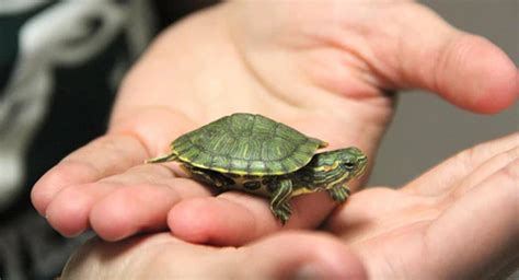 Los Mejores Consejos Para El Cuidado De Las Tortugas Mascota Farmacia