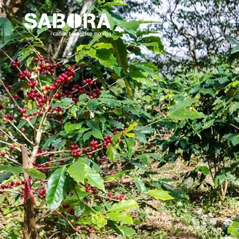 Café ecológico cultivado bajo sombra SABORA Cafés Tostados no día