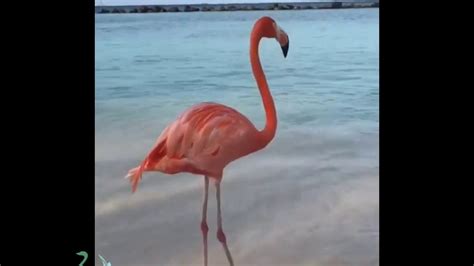 Flamingo Youtube