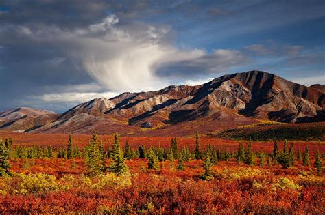 Alaska Fall Foliage - Land tours of Alaska with Alaskan Tour Guides