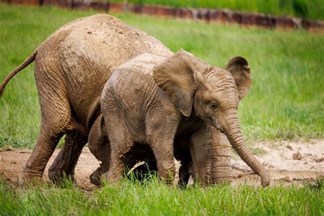 Mother And Baby Elephant Free Stock Photo - Public Domain Pictures