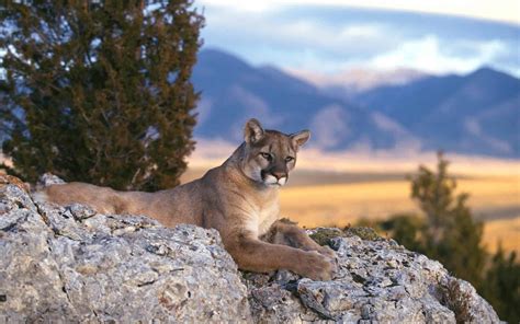 Cougar Wallpapers HD - PixelsTalk