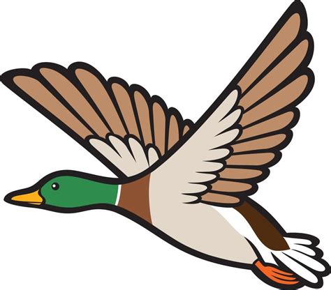 Flying Mallard Duck 3192856 Vector Art at Vecteezy