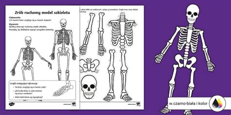 Ruchomy Model Szkieletu Szablony Do Wyci Cia Anatomia Cz Owieka