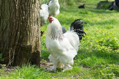 Brahma Chicken: Breed Profile, Pictures & Care Guide