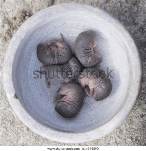 2 Newborn Vole Images, Stock Photos & Vectors | Shutterstock