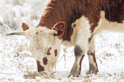 bovine-tuberculosis – Peel Vets