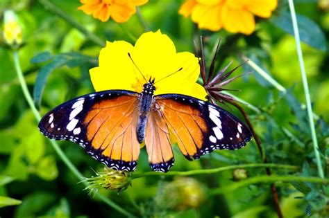 Tigre Llano Danaus Chrysippus Butterfly Visitando Flor En La Naturaleza