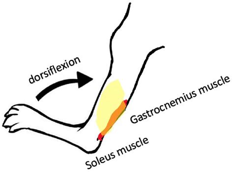 Muscle passive repetitive stretching by ankle dorsiflexion under knee ...