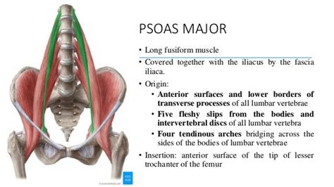 posterior abdominal wallpptx