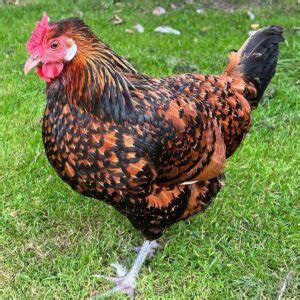 ISA Brown Chickens Lifespan (Factors Affecting Life Expectancy ...