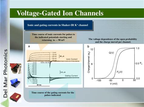 PPT - Voltage-Gated Ion Channels PowerPoint Presentation, free download - ID:6674249