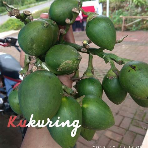 Jual Pinang Muda Segar Langsung Petik Jambe Nom Buah Herbal Perkasa Di