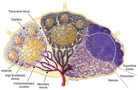 Normal Structure Function And Histology Of Lymph Nodes Design Talk