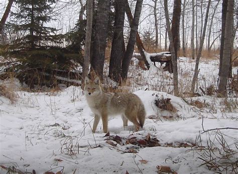 Links Naked Capitalism