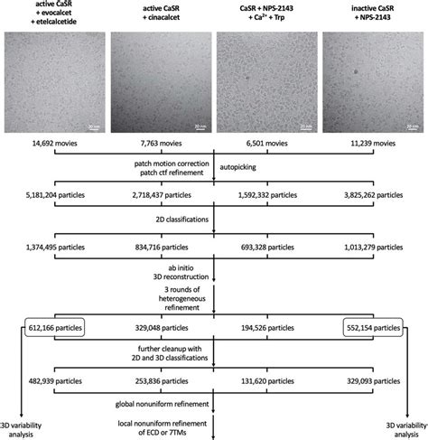 Cryo Em Data Processing Workflow Representative Cryo Em Micrographs Of