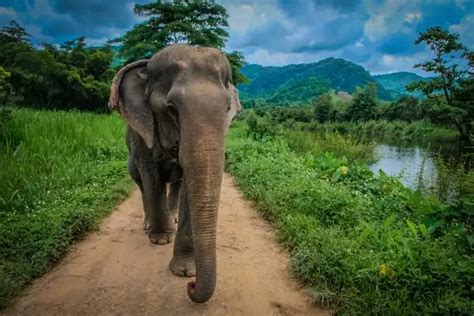 Asian Elephant - Facts, Size, Diet, Pictures - All Animal Facts