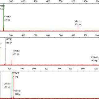 Representative Electropherograms Of The Three Developed Multiplex Pcr