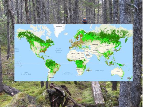 Descubre con este mapa dónde están los mejores bosques de tu país y del