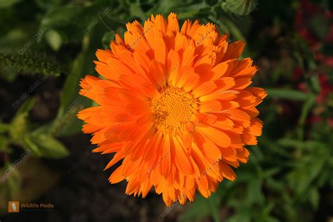 Bestellen Ringelblume Calendula Officinalis Bild Bildagentur