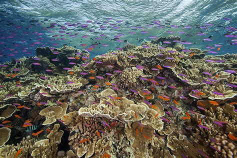 Great Barrier Reef suffers widespread coral bleaching | Courthouse News ...