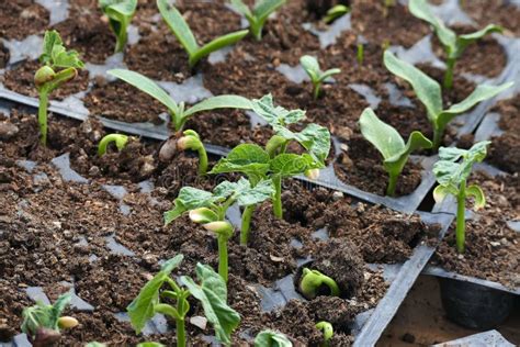 Growing Vegetable Seedlings For The Hobby Garden Vegetable Seedlings