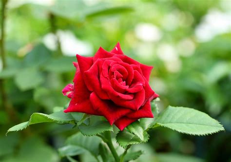 #948703 rose, flowers, plants, red flowers - Rare Gallery HD Wallpapers