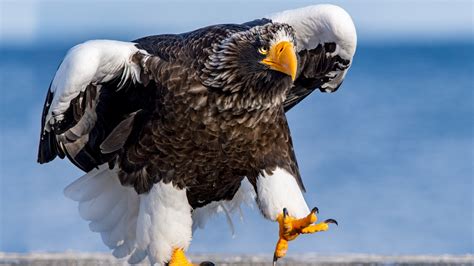 Why Its Surprising To See A Stellers Eagle In The Us